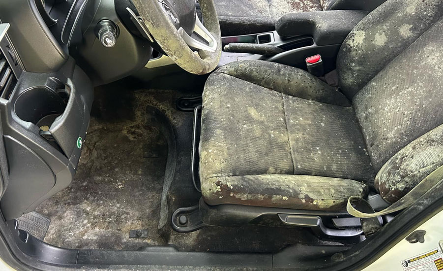 before car mold removal lutz