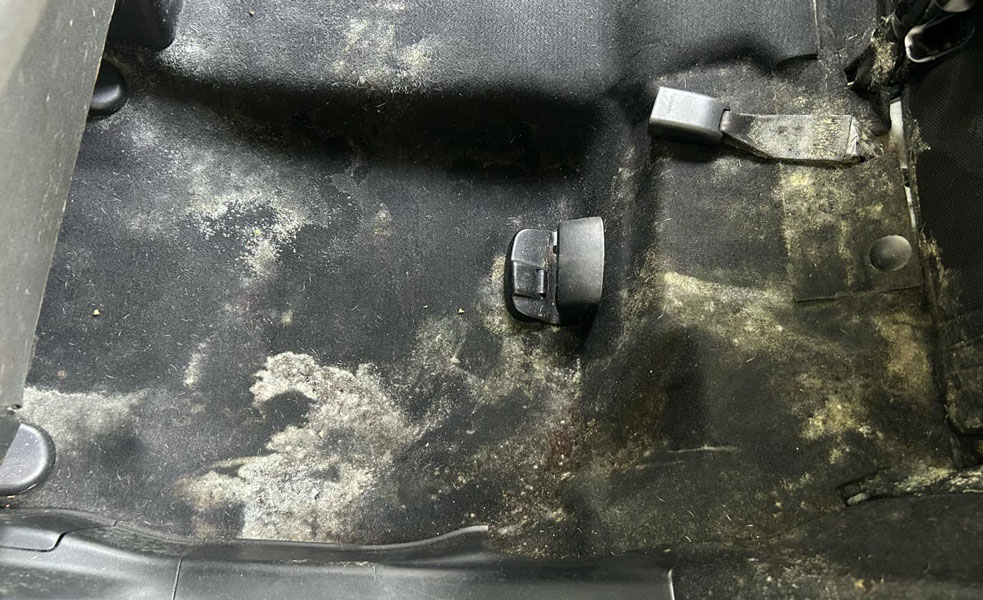 before car mold removal service lutz